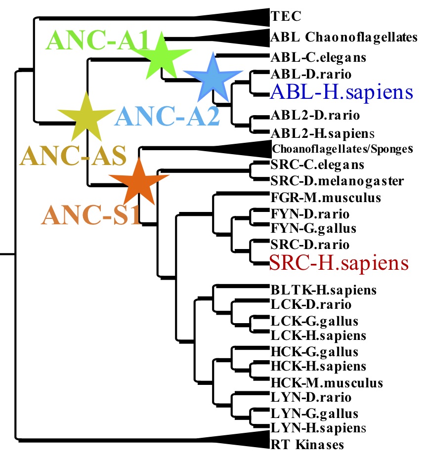 ASR and phylogentic tree of Src and Abl kinases